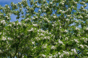 robinia pseudoacacia white flowers