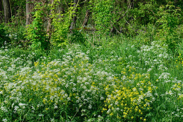 Obraz na płótnie Canvas white and yellow wild flowers in forest