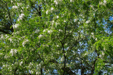 robinia pseudoacacia white flowers