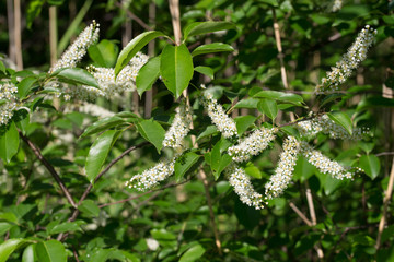 Prunus padus, bird cherry, hackberry, hagberry,  white flowers 