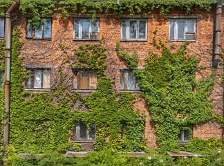 Fototapeta na wymiar Green ivy twisted the wall of a brick building.