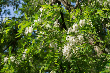 robinia pseudoacacia white flowers