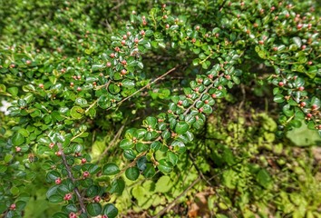 Blooming small flowers on a bush.