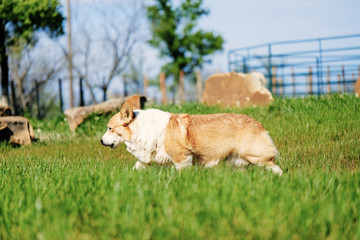 Brown and white Corgi dog walking through grass on spring days in rural landscape.