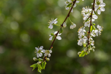 branch with plum flowers, beautiful backdrop for design