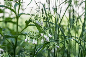 Symphytum officinale, comfrey white  flowers
