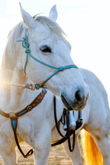 Gray mare horse close up on farm during sunset.