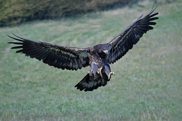 Bald eagle (Haliaeetus leucocephalus)