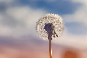 Fotobehang Paardenbloem Witte paardebloem bloem ondiepe focus