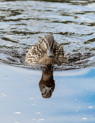 Female Adult Mallard Duck Floating on Water with Reflections
