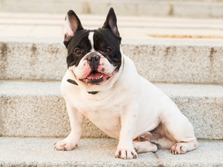 Dog sitting on a stairs.