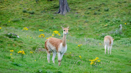 A wary Vicuna (Vicugna vicugna) stands to attention in a grazing pasture while another grazes on in the background.