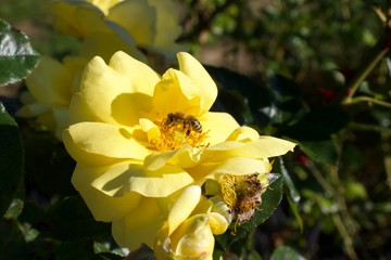 Rosa hybrid,Yellow fragrant bush Rose