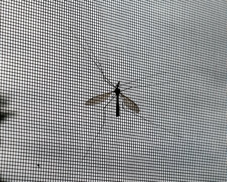Mosquito
