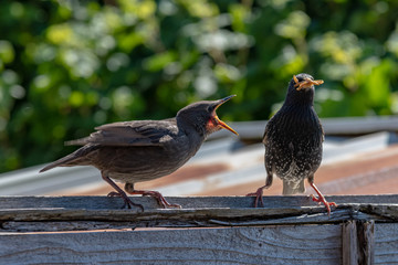 Adult Starling Feeding its very hungry young with mealworms
