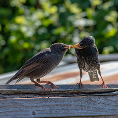Adult Starling Feeding its very hungry young with mealworms