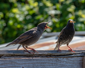 Adult Starling Feeding its very hungry young with mealworms