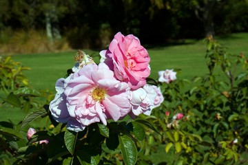 Kate Sheppard roses on bush, Large clusters of salmon/pink blooms borne in profusion through out the season.