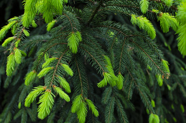 Bright new green needles of the Christmas tree. Shades of green. Bright green background.