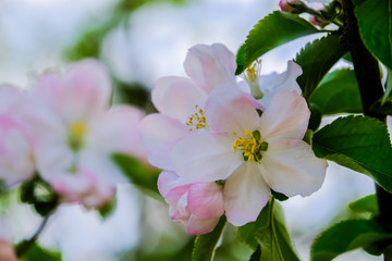 White fragrant flowers on the branches of Apple trees in the garden on a clear Sunny day.