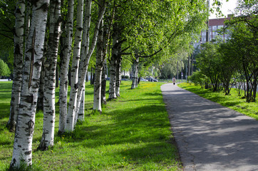 City Park. Walkway surrounded by green trees. Sunny day.