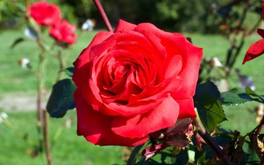 Patio Prince Red rose on a tree, Dark velvety red blooms. Ideal for pots. Flowers from spring to autumn.