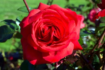 Rosa 'Mister Lincoln', Red rose flower