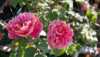 French rose, or rose of Provins, Rosa gallica,Rosa centifolia and Rosa damascena. Rosa canina is used for producing rosehip oil.