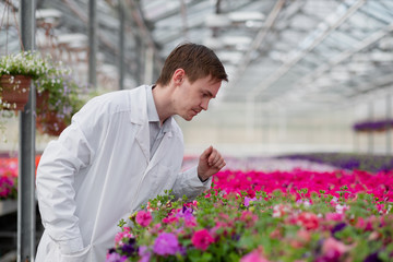 A young man in a white coat, a scientist biologist or agronomist examines and analyzes the flowers and green plants in the greenhouse.