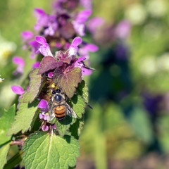 Insects in the natural habitat of the forest Park.