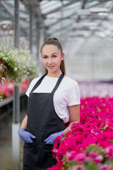 Attractive young woman florist or agronomist in work clothes and apron takes care of pink flowers in large glass greenhouse.