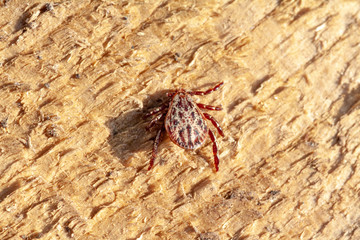 A dangerous parasite and infection carrier mite