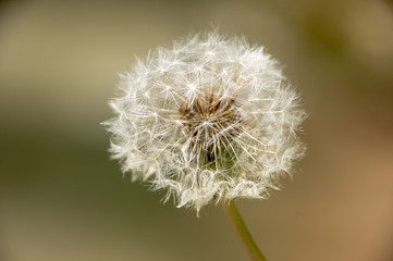 Dandelion Pusteblume mit braunem Hintergrund