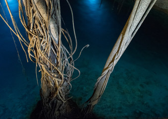 mangrove roots in a clear underwater cenote in mexico