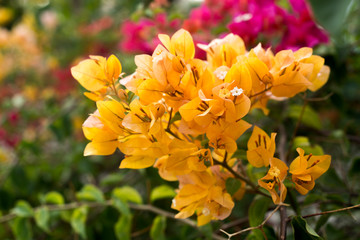 Fototapeta premium Bougainvillea yellow flowers in a garden park.