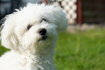 Ein süßer Hund im Garten