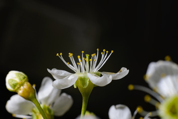 Fototapeta na wymiar Macro photography of white beautiful spring cherry flower on a dark background.