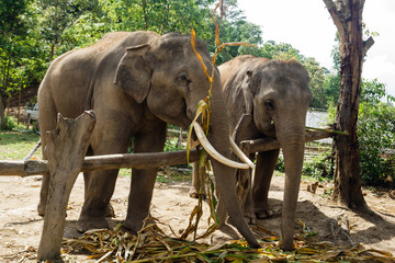Fototapeta premium Group of adult elephants in Elephant Care Sanctuary, Chiang Mai province, Thailand. Feeding of elephants.