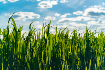 Fototapeta premium Green grass on a background of blue sky close-up. selective focus