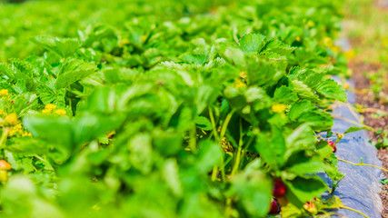 just fresh red strawberries without green leaves