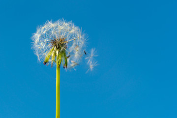 Dandelion on a background of blue sky
