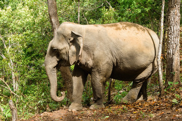 Fototapeta na wymiar Elephant walking through the rainforest. Chiang Mai province, Thailand.