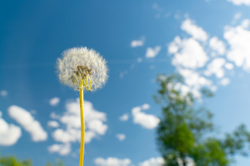 Dandelion on a background of blue sky with clouds. Summer mood