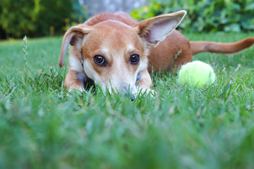 Leżący pies na trawie przy piłce tenisowej - obrazy, fototapety, plakaty