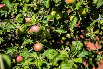 Jabłkowy sad z czrwonymi jabłkami