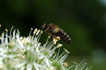 Biene auf weißer Blüte - Stockfoto