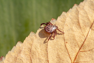 A dangerous parasite and infection carrier mite