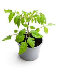 Tomato plant in a pot isolated on a white