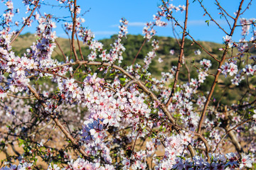 Almond Tree Detail
