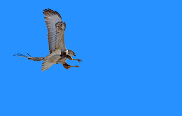 Fllying Buzzard. Blue sky background. Bird: Long legged Buzzard. Buteo rufinus.